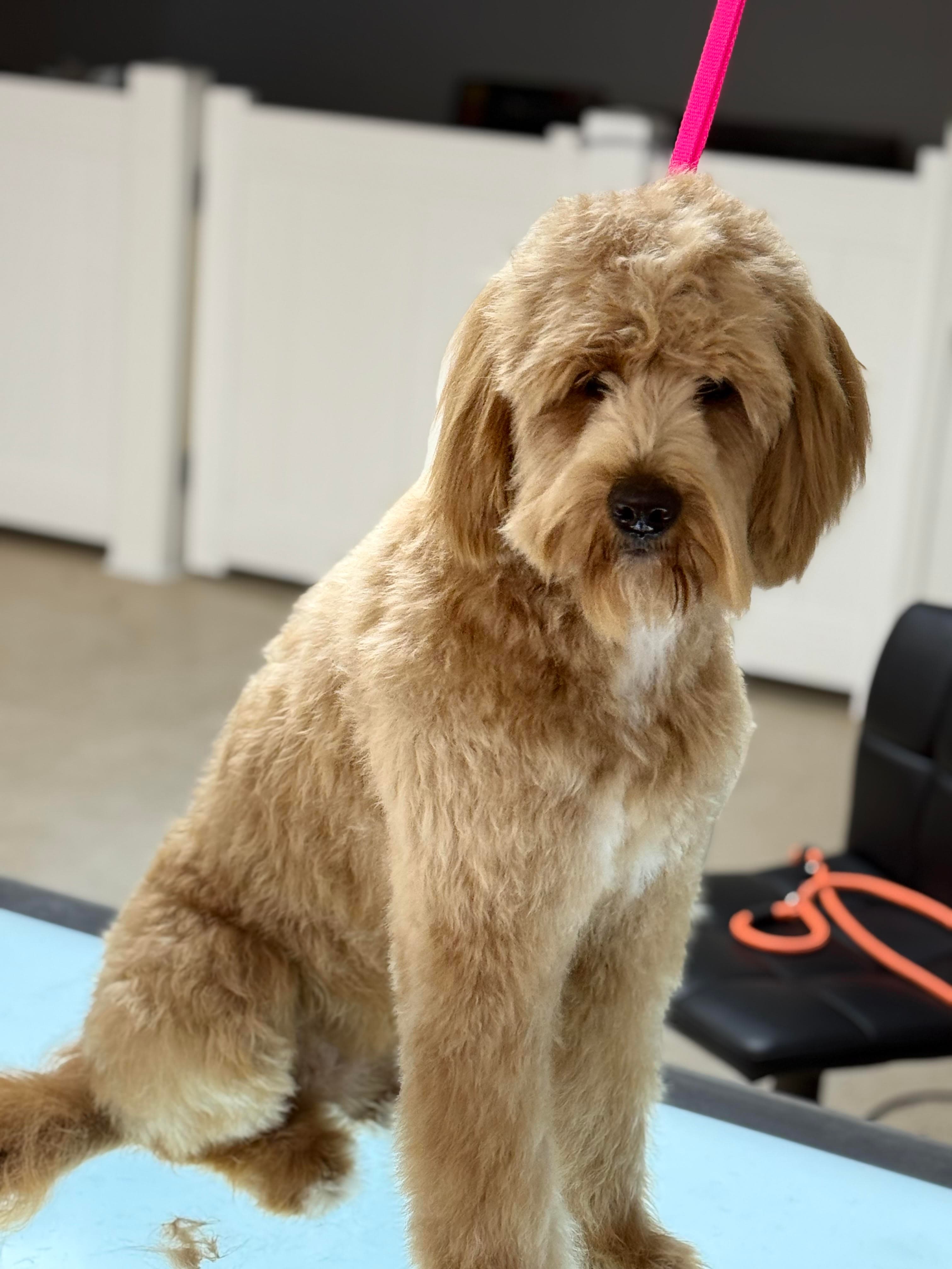 A freshly groomed dog at Starlite Grooming