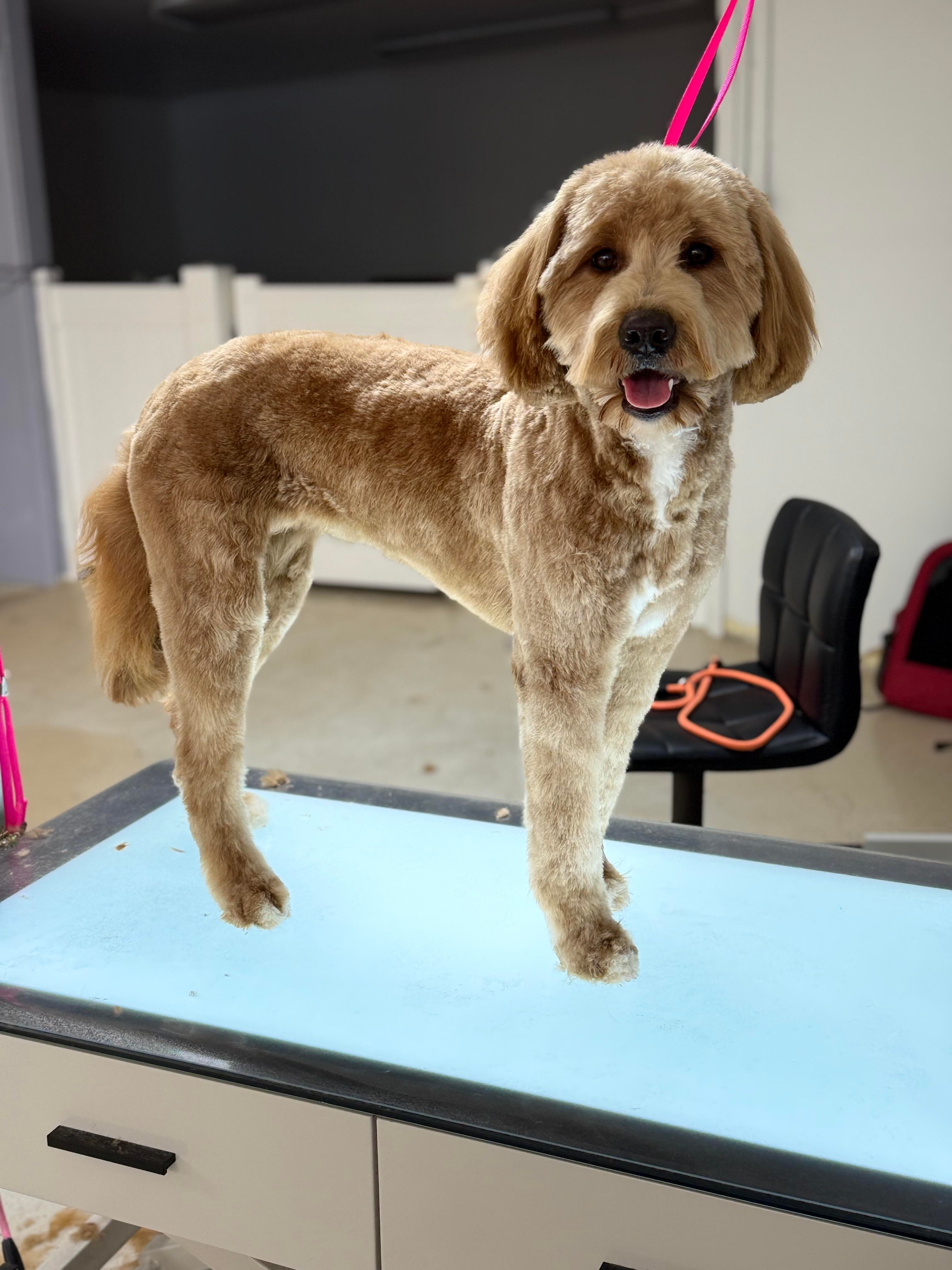 A freshly groomed dog at Starlite Grooming